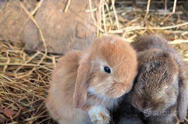 Conigli ariete cuccioli