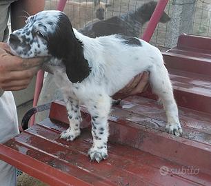 Cucciolo Setter inglese 60 giorni