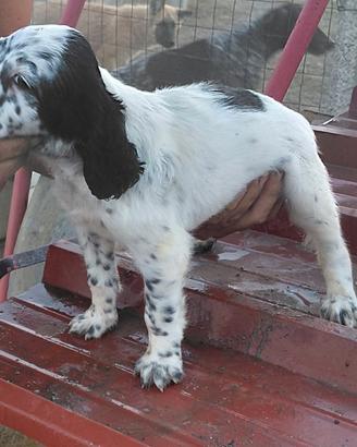 Cucciolo Setter inglese 60 giorni