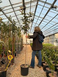 Pianta carrubo (ceratona siliqua ) altezza 180/200