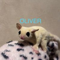 Petauri dello zucchero