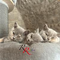 Gattini British Shorthair