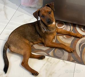 Incrocio pinscher