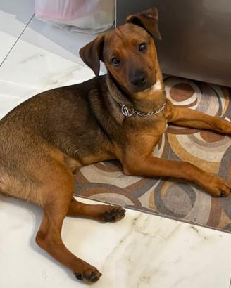 Incrocio pinscher