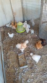 Gallina moroseta pulcinotti e galli adulti