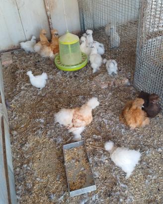 Gallina moroseta pulcinotti e galli adulti