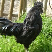 Ayam cemani, i pollo nero