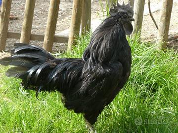 Ayam cemani, i pollo nero