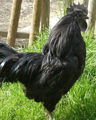 Ayam cemani, i pollo nero