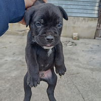 Cane corso originale