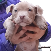 American bully cuccioli alta genealogia