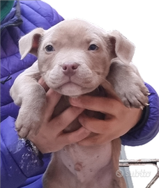American bully cuccioli alta genealogia