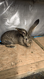 Coniglia gigante delle Fiandre