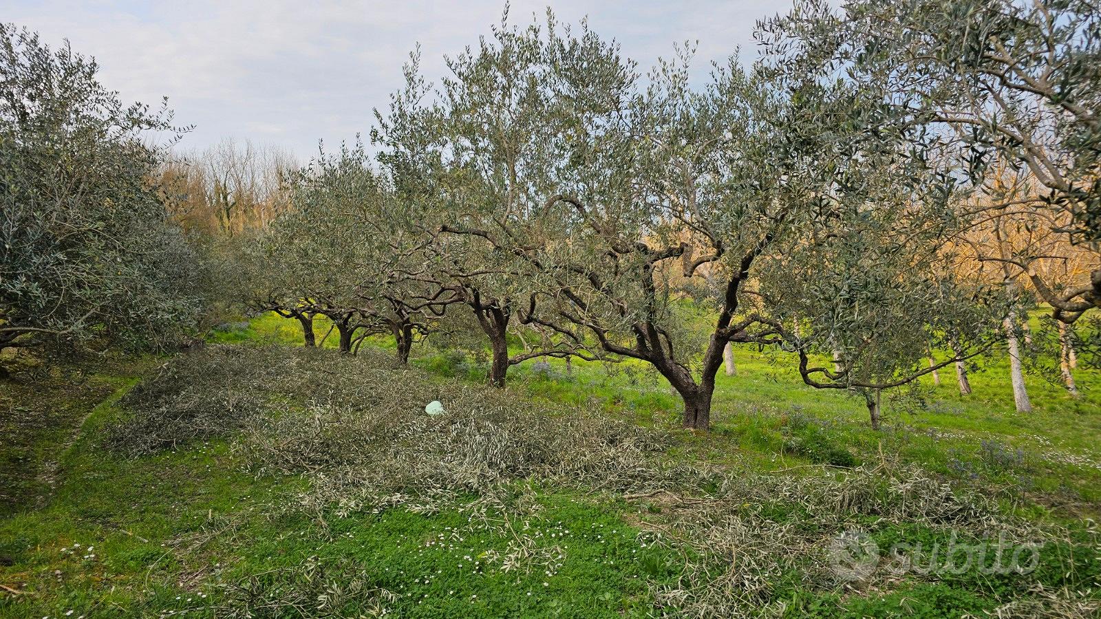 Terreno agricolo con ulivi - Vista 4