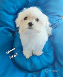 Femmina maltese cucciola