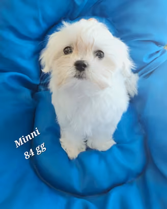 Femmina maltese cucciola