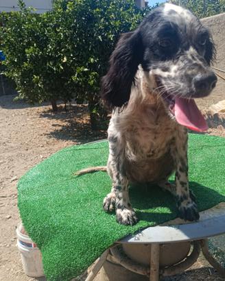 Cucciola Setter Inglese