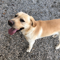 Labrador maschio adulto