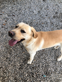 Labrador maschio adulto