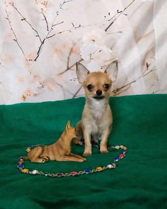 Chihuahua pelo corto femminuccia cucciola mini