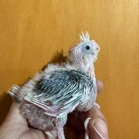 Pappagalli Calopsite