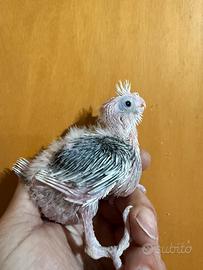 Pappagalli Calopsite