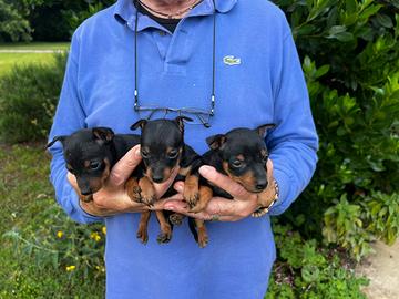 Cucciole di Pinscher