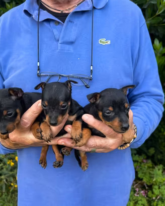 Cucciole di Pinscher