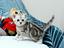 Immagine 4