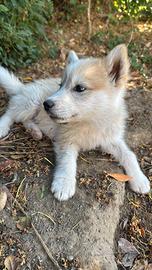 Cucciolo husky Siberian