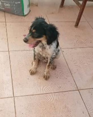 Cane cuccioli breton