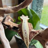 Geco ciliatus/Correlophus Ciliatus Lilly White Red