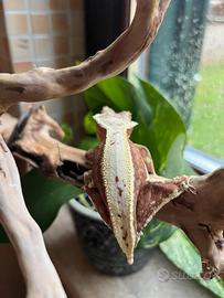 Geco ciliatus/Correlophus Ciliatus Lilly White Red