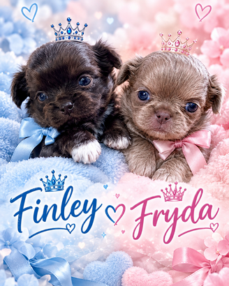 Fryda e Finley chihuahua prenotabili con pedigree