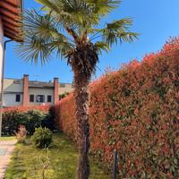 Palma Trachycarpus fortunei adulta – oltre 4 metri