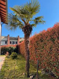 Palma Trachycarpus fortunei adulta – oltre 4 metri