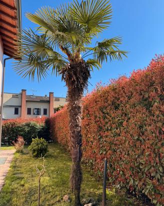 Palma Trachycarpus fortunei adulta – oltre 4 metri