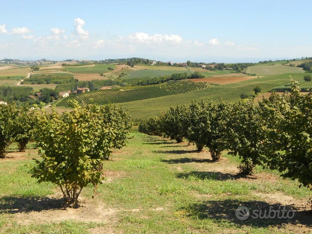 14500mq TERRENO IN LANGA - Vista 4