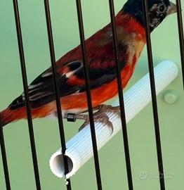 Coppia Cardinalini del Venezuela