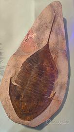 Fossili rari con certificazione di autenticità