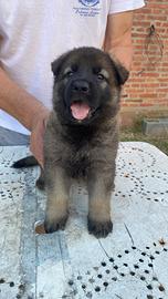 Cuccioli di pastore tedesco