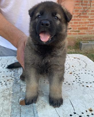 Cuccioli di pastore tedesco