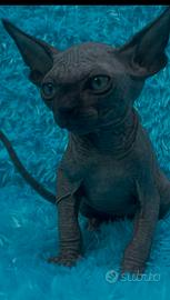 Sphynx cucciolo pedigree