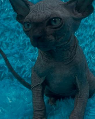 Sphynx cucciolo pedigree