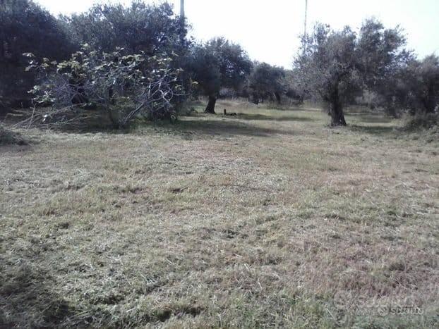 Terreno agricolo pianeggiante carrabile - Vista 5