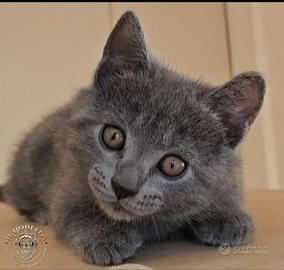 Cuccioli di razza certosino da allevamento