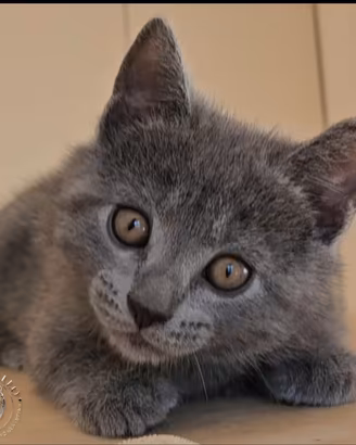 Cuccioli di razza certosino da allevamento