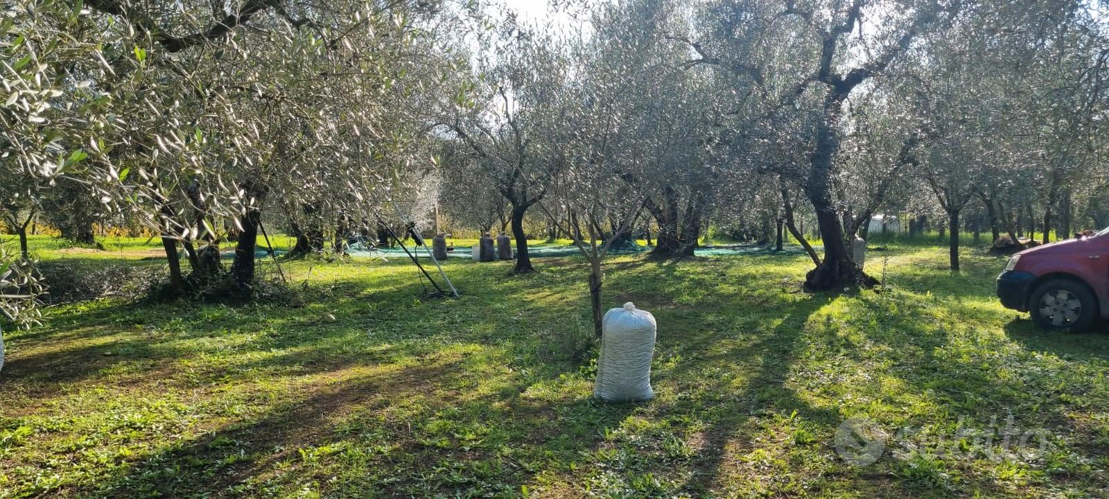Terreno agricolo uliveto e noccioleto - Vista 3