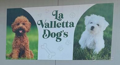Cuccioli la valletta dog's