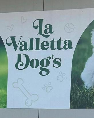 Cuccioli la valletta dog's